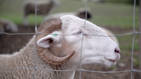 a ram with a label on his ear in a farm behind the fences ruminating during daytime and resting while other animals are behind