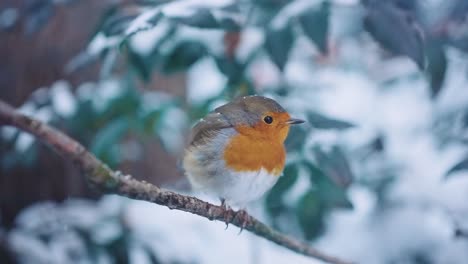 robin bird using one eye to get a better view