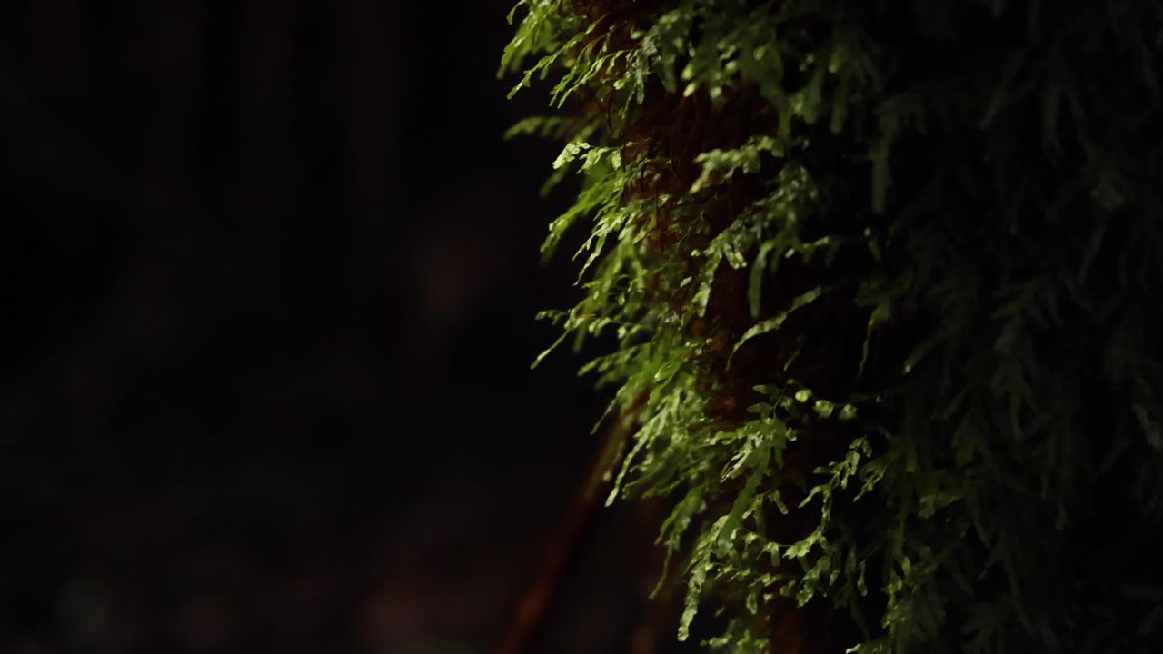 primer plano de musgo en un árbol en la selva tropical