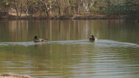 a flock of mallards swimming, splitting up and regrouping at the edge of a lake