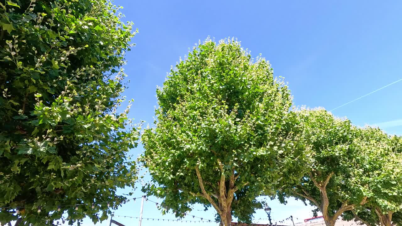 은 파란 하늘 아래 흔들리는 나무