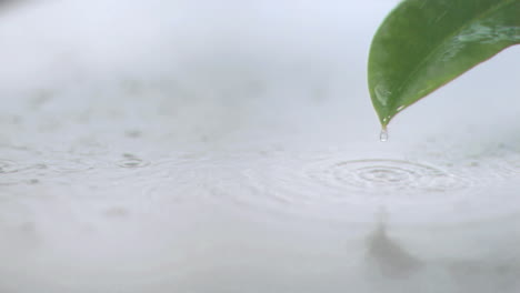 lluvia en la hoja en súper cámara lenta