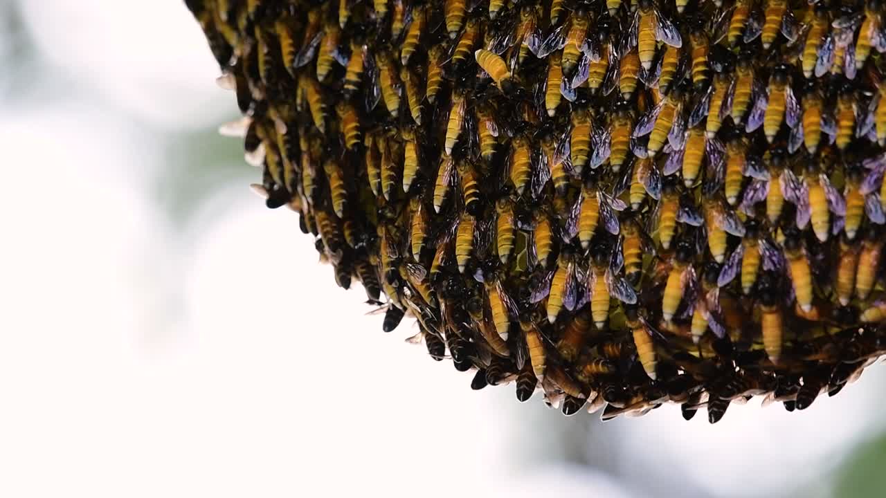 se sabe que las abejas melíferas gigantes construyen grandes colonias de nidos con bolsillos simétricos hechos de cera para almacenar miel como fuente de alimento.