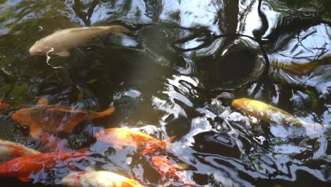 Peces-Koi-Orientales,-Carpa-Amur,-Cyprinus-Rubrofuscus-Nadando-A-Través-Del-Estanque-Con-Un-Brillante-Reflejo-Dorado-De-La-Luz-Del-Sol-En-La-Superficie-Del-Agua