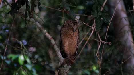 Auf-Einem-Abgebrochenen-Ast-Sitzend-Und-Nach-Unten-Schauend,-Während-Das-Licht-Von-Dunkel-Zu-Hell-Wechselte,-Buffy-Fish-Owl-Ketupa-Ketupu,-Thailand