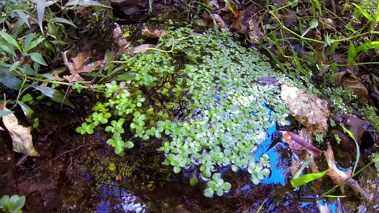 Close-up of Lush Green Aquatic Plants in a Pond