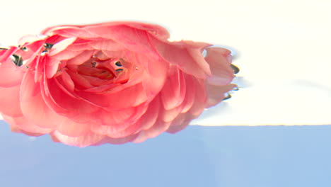 pink ranunculus underwater