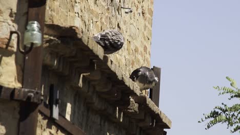 suciedad que dejan las palomas en las ciudades