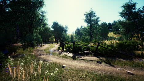 Camino-Forestal-A-Través-De-Un-Bosque-Verde-De-Verano-En-El-Norte-De-Suecia