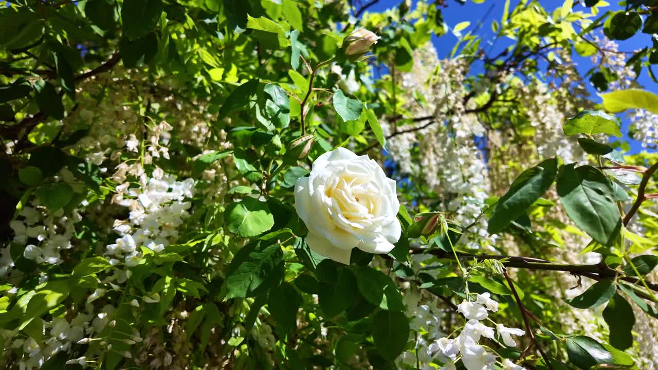 Close-up of a beautiful white rose and wisteria flowers gently swaying in the wind against a vibrant blue sky on a sunny day