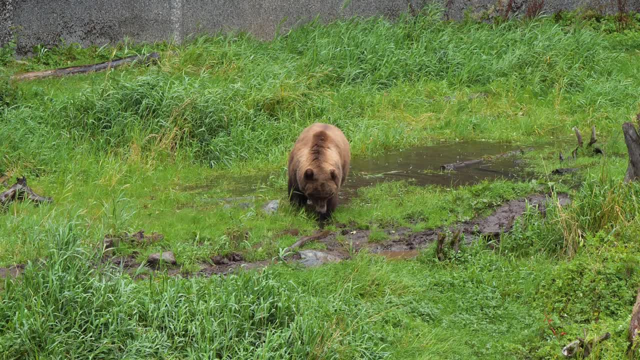 el oso marrón en busca de comida, alaska