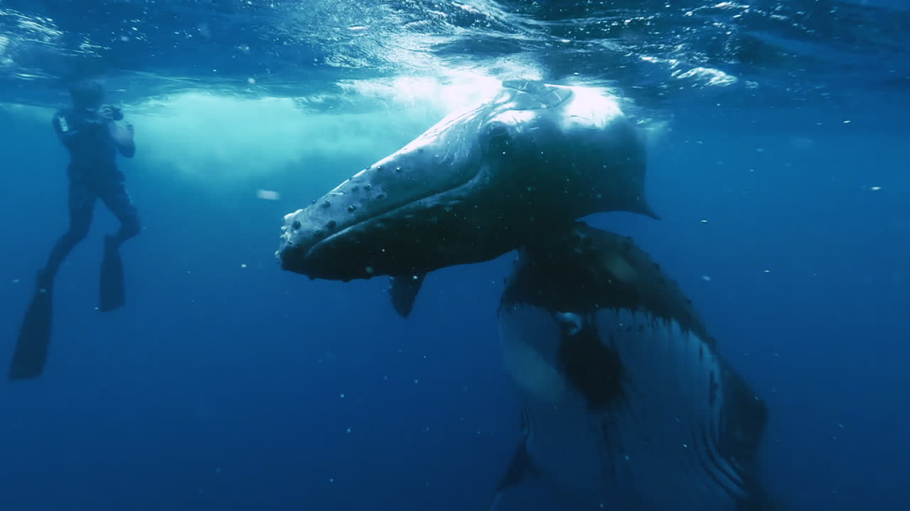 Humpback whales swim with divers in a close encounter with these gentle giants