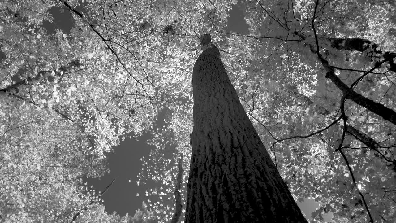 Black and White Trees and Foliage