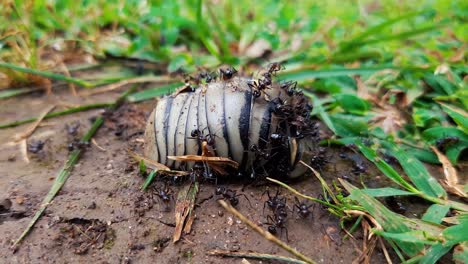 colony of black garden ants feeding on a dead insect on the ground - macro