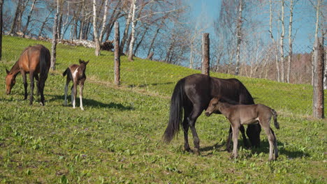 hungry baby sucks mare milk during herd grazing on field