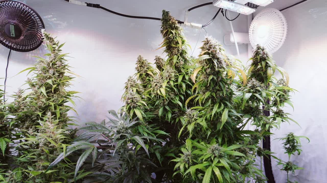 꽃이 피는 단계에서 자라는 텐트에서 자라는 대마초 식물의 슬로우 모션 샷