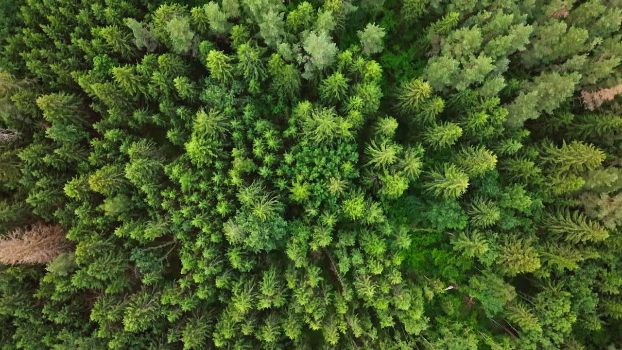Aerial of glowing forest canopy during Baltic sunset flight with peaceful motion