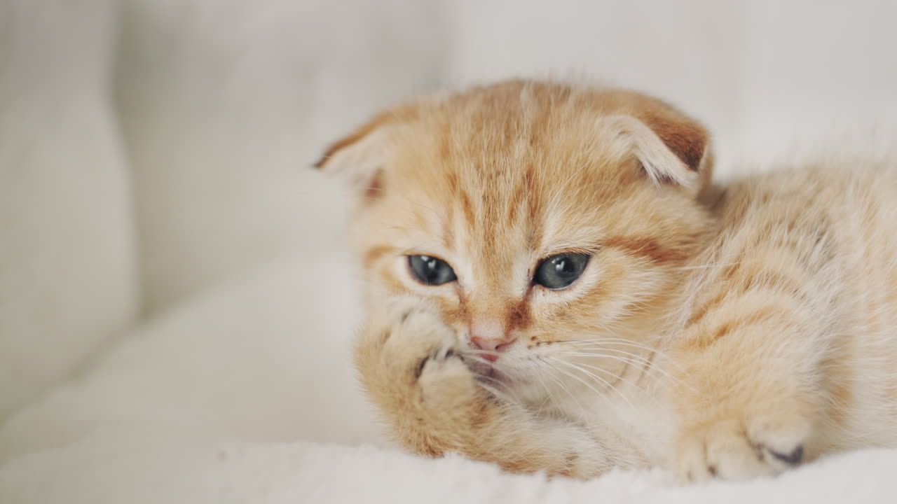 el gatito está descansando en su cama, puso su pata debajo de su cabeza