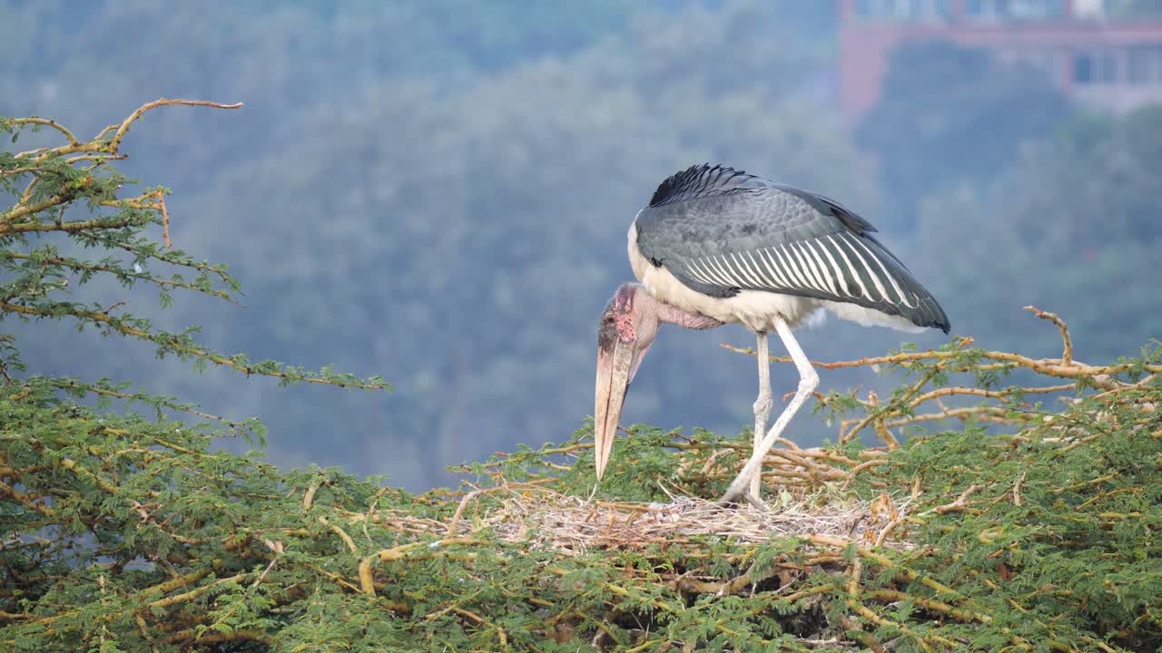 도시 한가운데 있는 케냐의 둥지 광각에 있는 마라부 황새