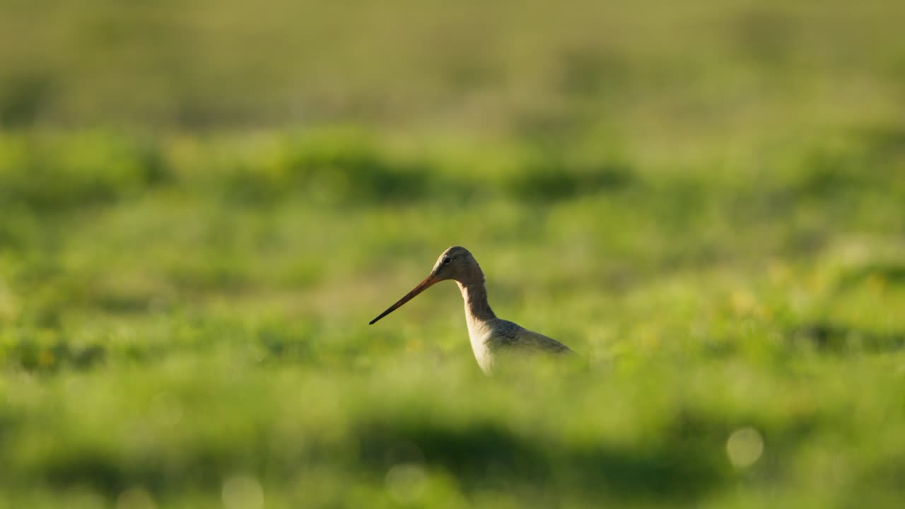 Black-tailed Godwit in Grassland