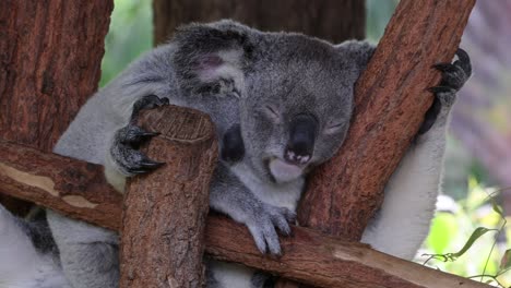 el koala se despierta y ajusta la posición en la rama del árbol