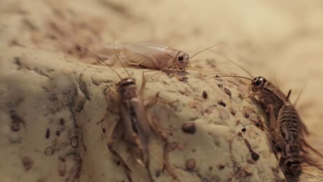 crickets interacting with one another