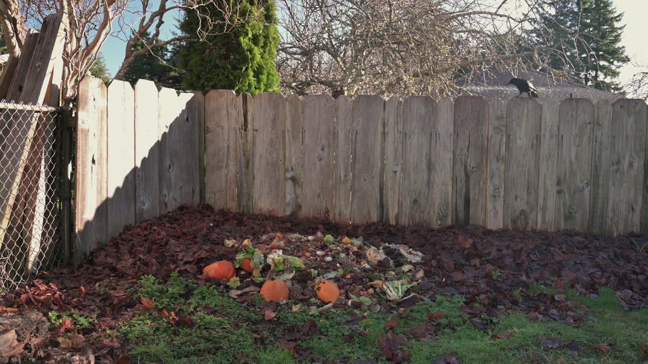Compost Pile At The Backyard With Two Crows Checking It Out - wide shot