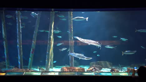 fish tank in valencia's oceanogràfic