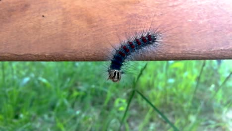 enorme oruga de polilla gitana arrastrándose sobre un trozo de madera part3