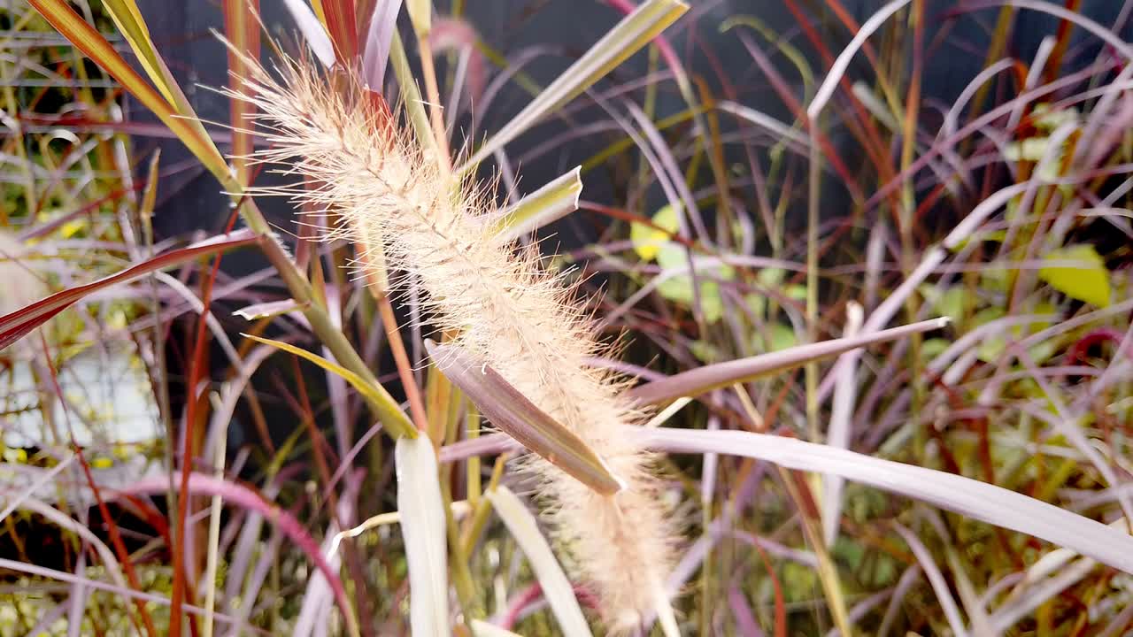 vista de primer plano 4k video de increíbles flores de primavera blancas frescas y hojas verdes jóvenes que crecen en los árboles al aire libre