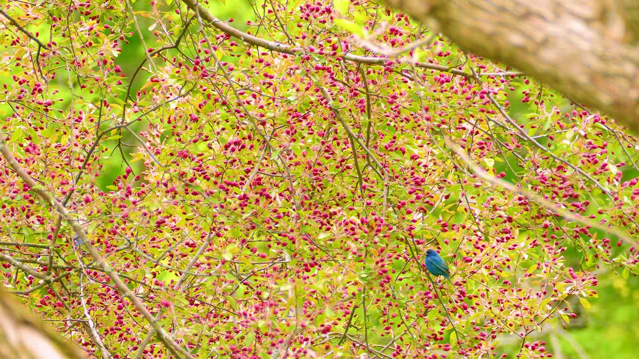 Indigo Bunting Feeding On Fruits Of Crabapple Tree. Seed-eating Bird. wide shot