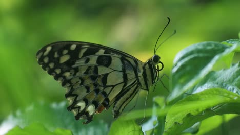mariposa posada sobre hojas en los arbustos, video hd de insectos, patrón de mariposa