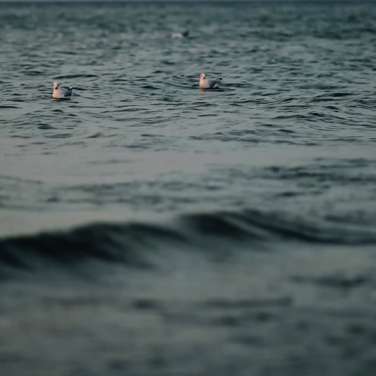 Seagulls On The Sea. White seagulls sitting in blue water, summer nice background