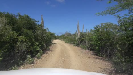 estrecho camino de tierra con cactus