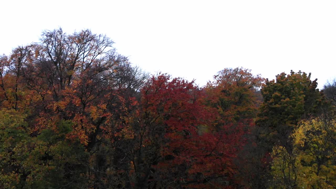 오후와 저녁에 4k 24fps로 무인 항공기가 있는 영국 정원의 뮌헨 가을 나무