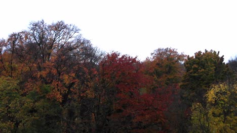 árboles de otoño de munich en el jardín inglés con un dron por la tarde y por la noche a 4k 24fps