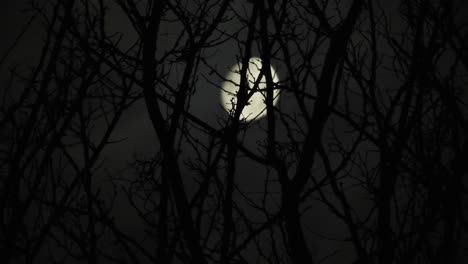 Mond-Hinter-Den-Ästen-Eines-Baumes-Mit-Vorbeiziehenden-Wolken