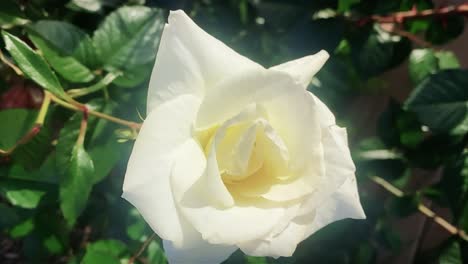 a beautiful white rose next to a sidewalk in a quiet suburban setting