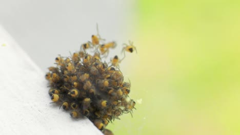 spiderlings of garden spiders cluster into a ball on the white surface