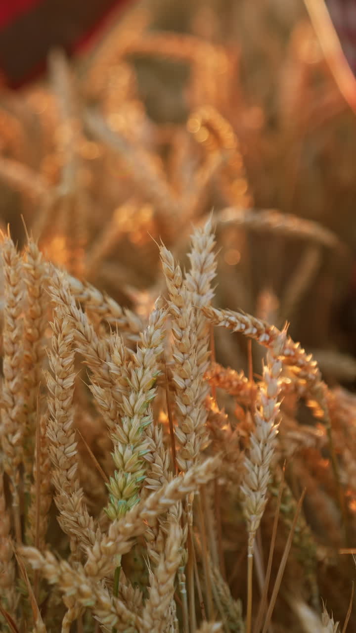 해가 지는 황금의 밀