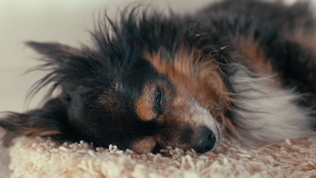 perro peludo viejo y divertido durmiendo