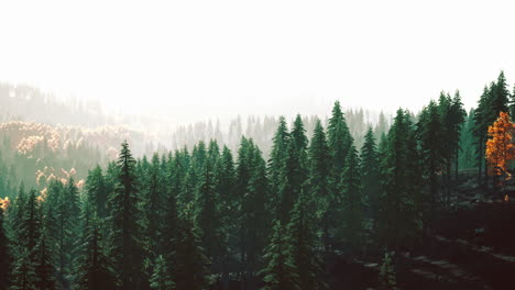 sunlight in spruce forest in the fog on the background of mountains at sunset