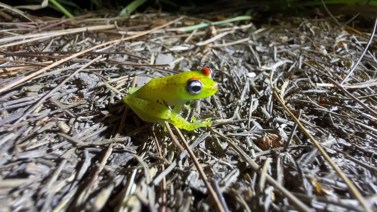 En orörlig storögd skogsgroda (Boophis erythrodactylus) på marken nattetid i Analamazaotra nationalpark. Madagaskar.
