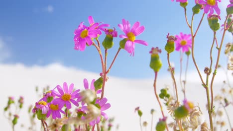 flores rosadas recién florecidas 4k