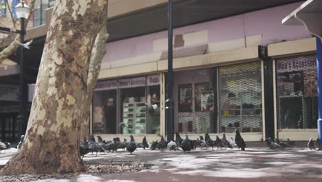 Pigeons-on-the-street-on-sunny-day