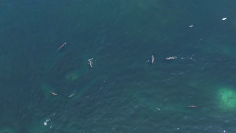 Luftaufnahme-Von-Seelöwen,-Die-Vor-Der-Küste-Von-Iquique,-Chile,-Fischschwärme-Jagen