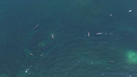 toma aérea de leones marinos cazando cardúmenes de peces en la costa de iquique, chile