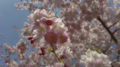 Cherry-Blossom,-Sakura-Flower,-Blossoming-Cherry-Tree-In-Full-Bloom-On-Blue-Sky-Background,-Beautiful-Spring-Flowers,-Fresh-Pink-Flowers,-Beauty-Of-Fresh-Blossoms-Petals