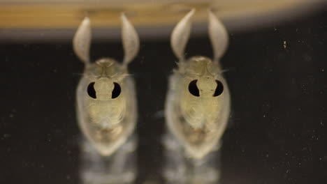 macro view of two translucent aquatic organisms