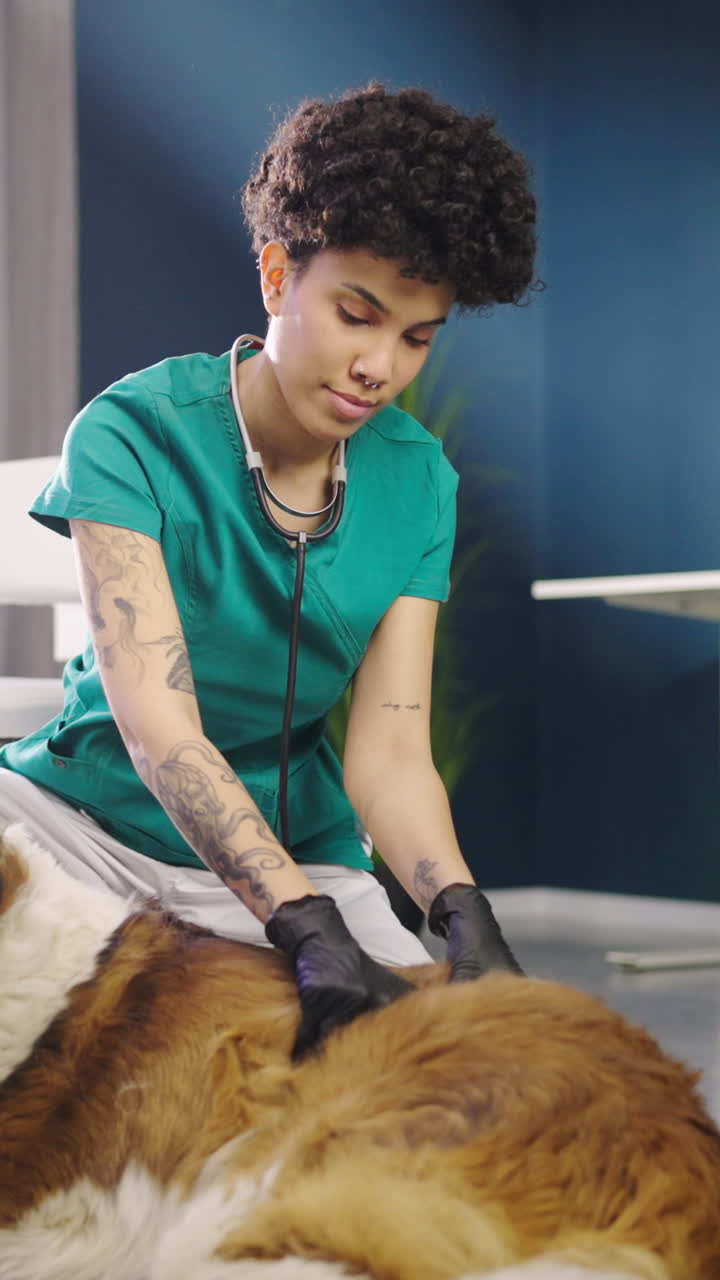 Veterinária Examinando um Grande Cão São Bernardo em uma Clínica